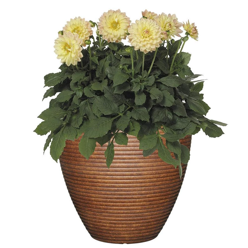 Classic Home & Garden 13 in. Burnished Cali Resin Planter 5 Classic Home & Garden 13 in. Burnished Cali Resin Planter - Image 3