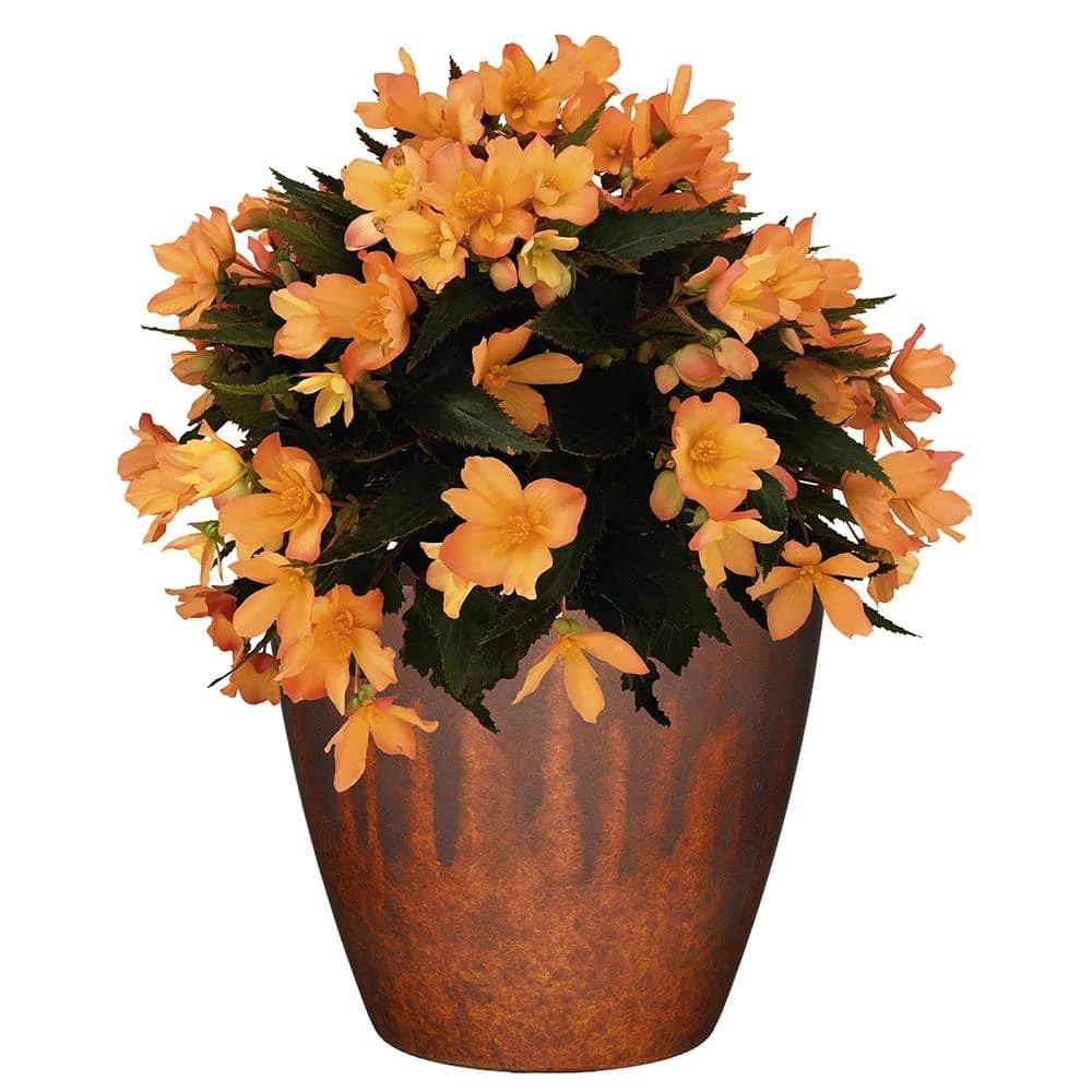Classic Home & Garden Vogue 8 in. Burnished Rust Resin Planter 4 Classic Home & Garden Vogue 8 in. Burnished Rust Resin Planter - Image 2