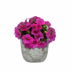 Classic Home & Garden Flora 6 in. Mum Gray Cement Planter with White Interior 11 Classic Home & Garden Flora 6 in. Mum Gray Cement Planter with White Interior -Cheap Good Directions Store cement classic home garden plant pots 31010 089 4f 1000