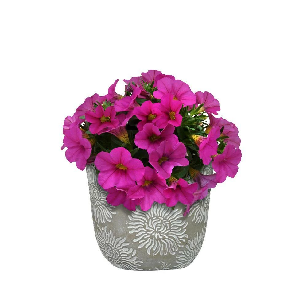 Classic Home & Garden Flora 6 in. Mum Gray Cement Planter with White Interior 5 Classic Home & Garden Flora 6 in. Mum Gray Cement Planter with White Interior - Image 3