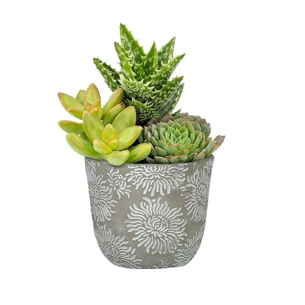 Classic Home & Garden Flora 6 in. Mum Gray Cement Planter with White Interior 4 Classic Home & Garden Flora 6 in. Mum Gray Cement Planter with White Interior - Image 2
