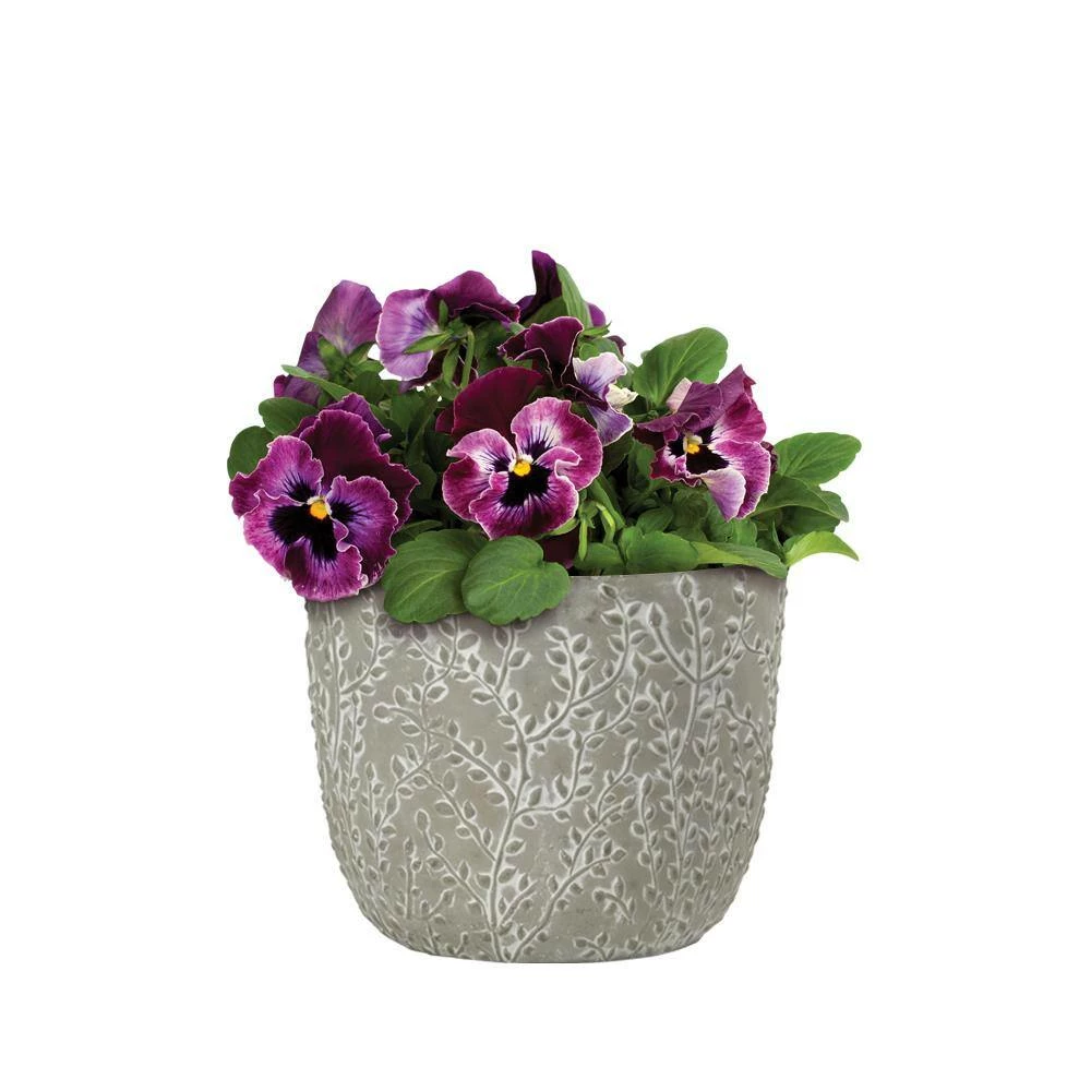 Classic Home & Garden Flora 6 in. Vine Gray Cement Planter with Green Interior 5 Classic Home & Garden Flora 6 in. Vine Gray Cement Planter with Green Interior - Image 3