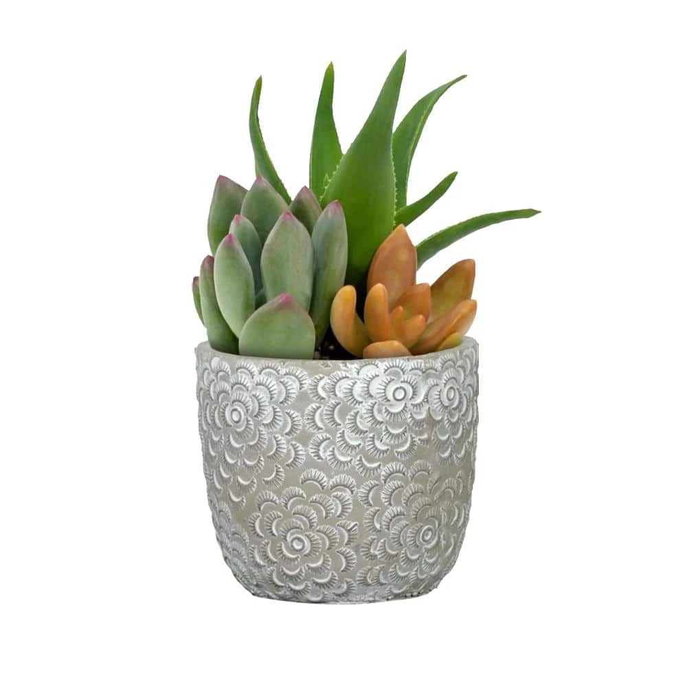 Classic Home & Garden Flora 6 in. Rose Gray Cement Planter with Green Interior 4 Classic Home & Garden Flora 6 in. Rose Gray Cement Planter with Green Interior - Image 2