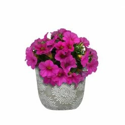 Classic Home & Garden Flora 6 in. Grey Cement Planters with Green Interior Assorted (Set of 3) 11 Classic Home & Garden Flora 6 in. Grey Cement Planters with Green Interior Assorted (Set of 3) -Cheap Good Directions Store cement classic home garden plant pots 31013 096 1f 1000