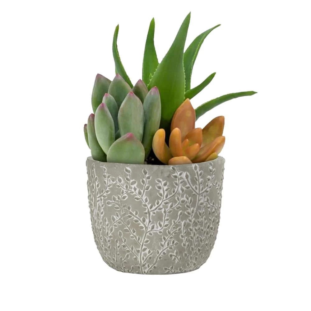 Classic Home & Garden Flora 6 in. Grey Cement Planters with Green Interior Assorted (Set of 3) 5 Classic Home & Garden Flora 6 in. Grey Cement Planters with Green Interior Assorted (Set of 3) - Image 3