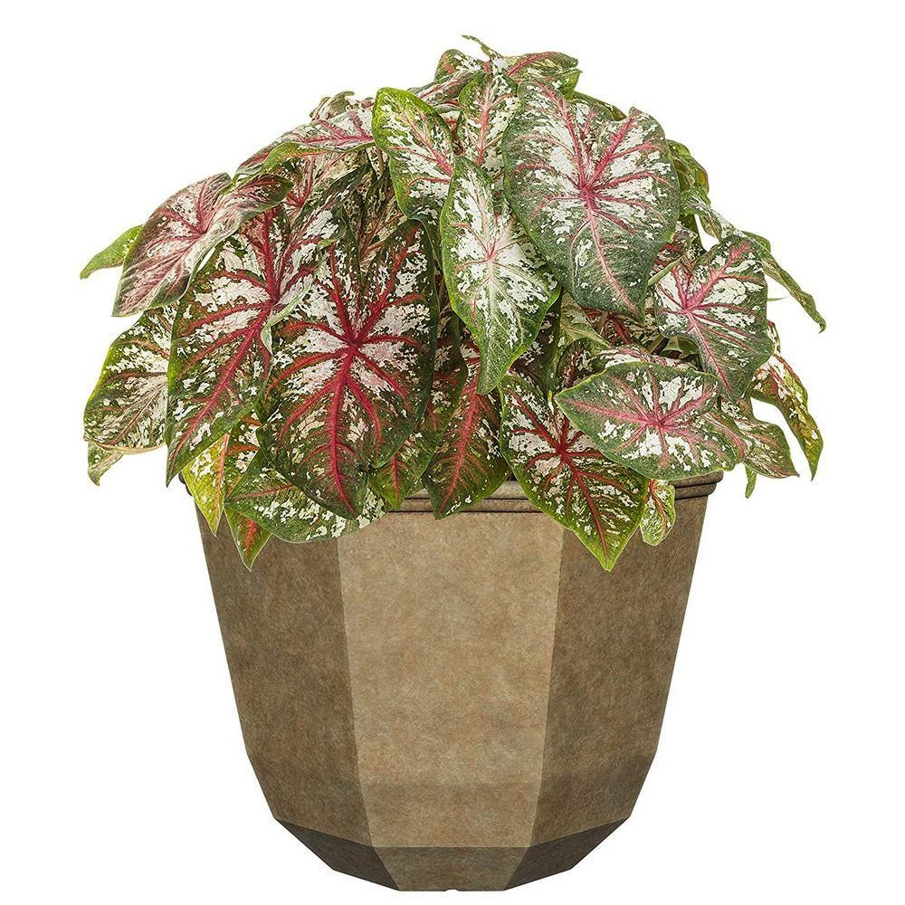 Classic Home & Garden 15 in. Earth Shaina Resin Planter 4 Classic Home & Garden 15 in. Earth Shaina Resin Planter - Image 2