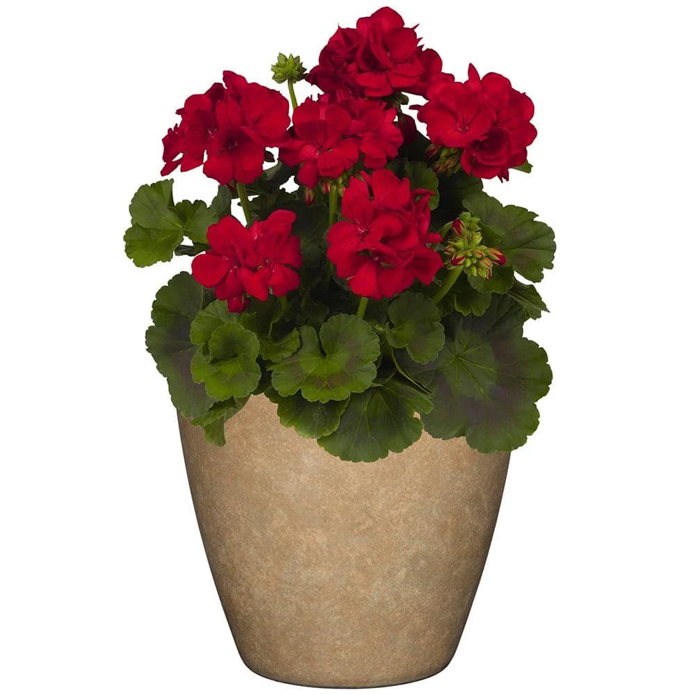 Classic Home & Garden Vogue 8 in. Earth Resin Planter 4 Classic Home & Garden Vogue 8 in. Earth Resin Planter - Image 2