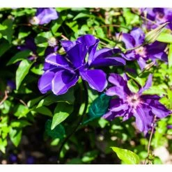 Exhart Spinning Rose 3.25 ft. Purple Metal Garden Stake 16 Exhart Spinning Rose 3.25 ft. Purple Metal Garden Stake -Cheap Good Directions Store exhart decorative garden stakes 15758 rs 76 1000