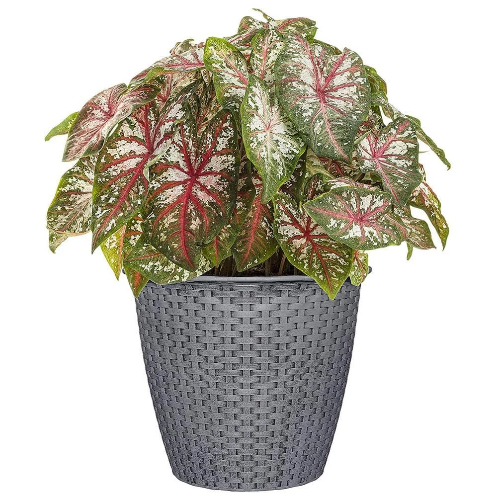 Classic Home & Garden Nantucket 10 in. Harbor Gray Resin Planter 5 Classic Home & Garden Nantucket 10 in. Harbor Gray Resin Planter - Image 3