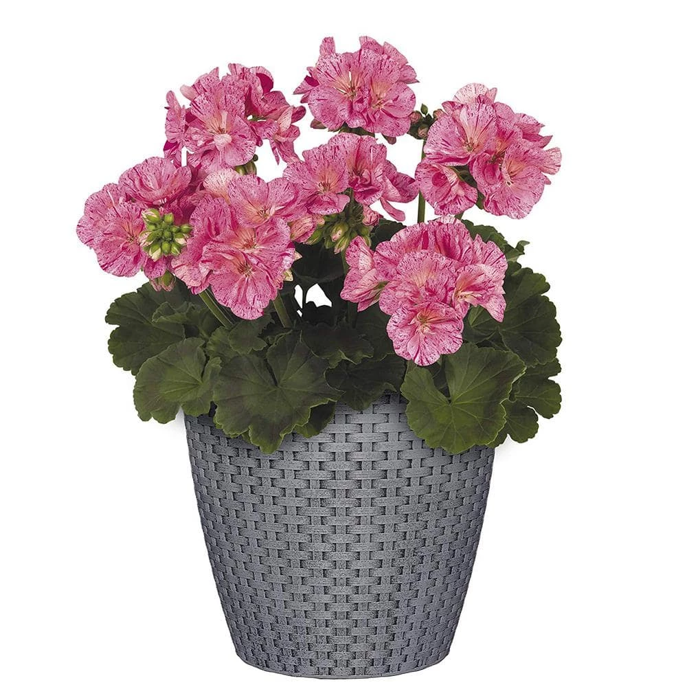 Classic Home & Garden Nantucket 10 in. Harbor Gray Resin Planter 4 Classic Home & Garden Nantucket 10 in. Harbor Gray Resin Planter - Image 2