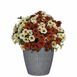 Classic Home & Garden Nantucket 12 in. Harbor Gray Resin Planter 8 Classic Home & Garden Nantucket 12 in. Harbor Gray Resin Planter -Cheap Good Directions Store harbor gray classic home garden plant pots 34212d 409r 4f 1000