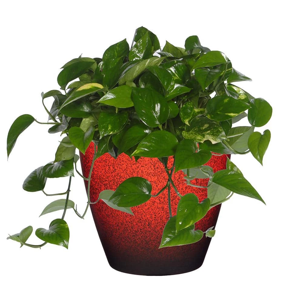 Classic Home & Garden Vogue 8 in. Lava Red Resin Planter 5 Classic Home & Garden Vogue 8 in. Lava Red Resin Planter - Image 3