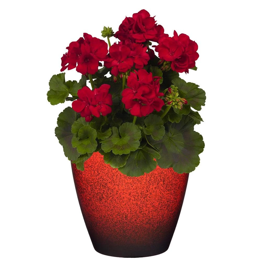 Classic Home & Garden Vogue 8 in. Lava Red Resin Planter 4 Classic Home & Garden Vogue 8 in. Lava Red Resin Planter - Image 2