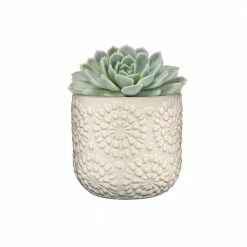 Classic Home & Garden Bellisima 4.5 in. Oatmeal Ceramic Planter with Drainage Plug 8 Classic Home & Garden Bellisima 4.5 in. Oatmeal Ceramic Planter with Drainage Plug -Cheap Good Directions Store oatmeal classic home garden plant pots hd1418p 445 4f 1000