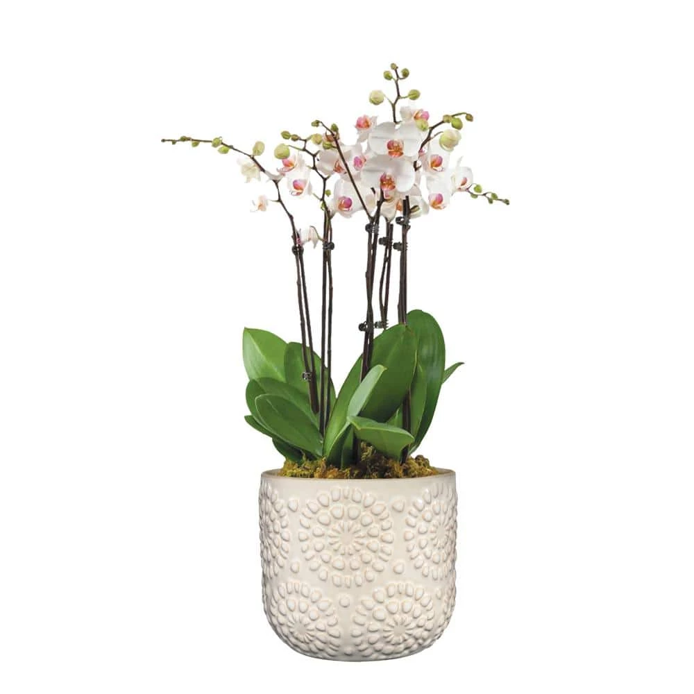 Classic Home & Garden Bellisima 4.5 in. Oatmeal Ceramic Planter with Drainage Plug 4 Classic Home & Garden Bellisima 4.5 in. Oatmeal Ceramic Planter with Drainage Plug - Image 2
