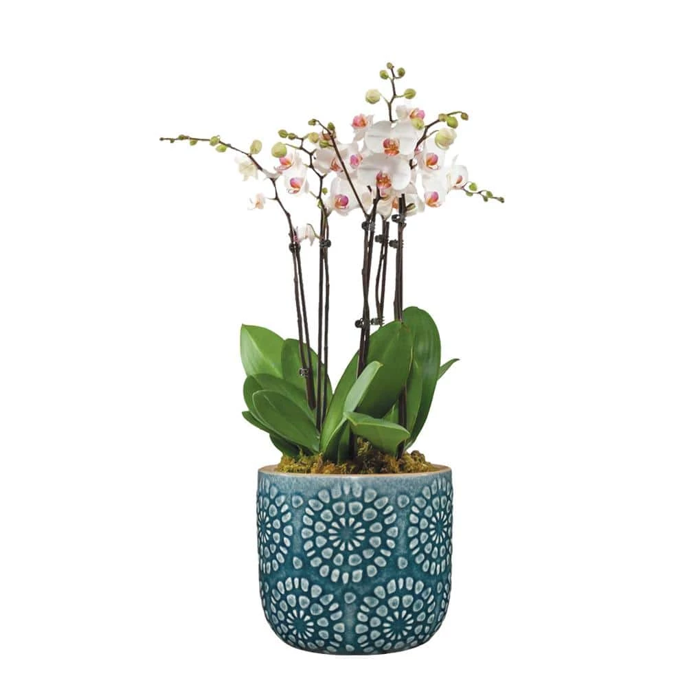 Classic Home & Garden Bellisima 4.5 in. Ocean Ceramic Planter with Drainage Plug 4 Classic Home & Garden Bellisima 4.5 in. Ocean Ceramic Planter with Drainage Plug - Image 2
