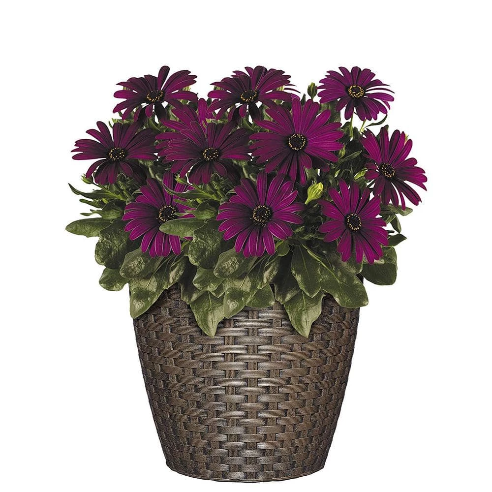 Classic Home & Garden Nantucket Resin Planter 8 in. Russet 5 Classic Home & Garden Nantucket Resin Planter 8 in. Russet - Image 3