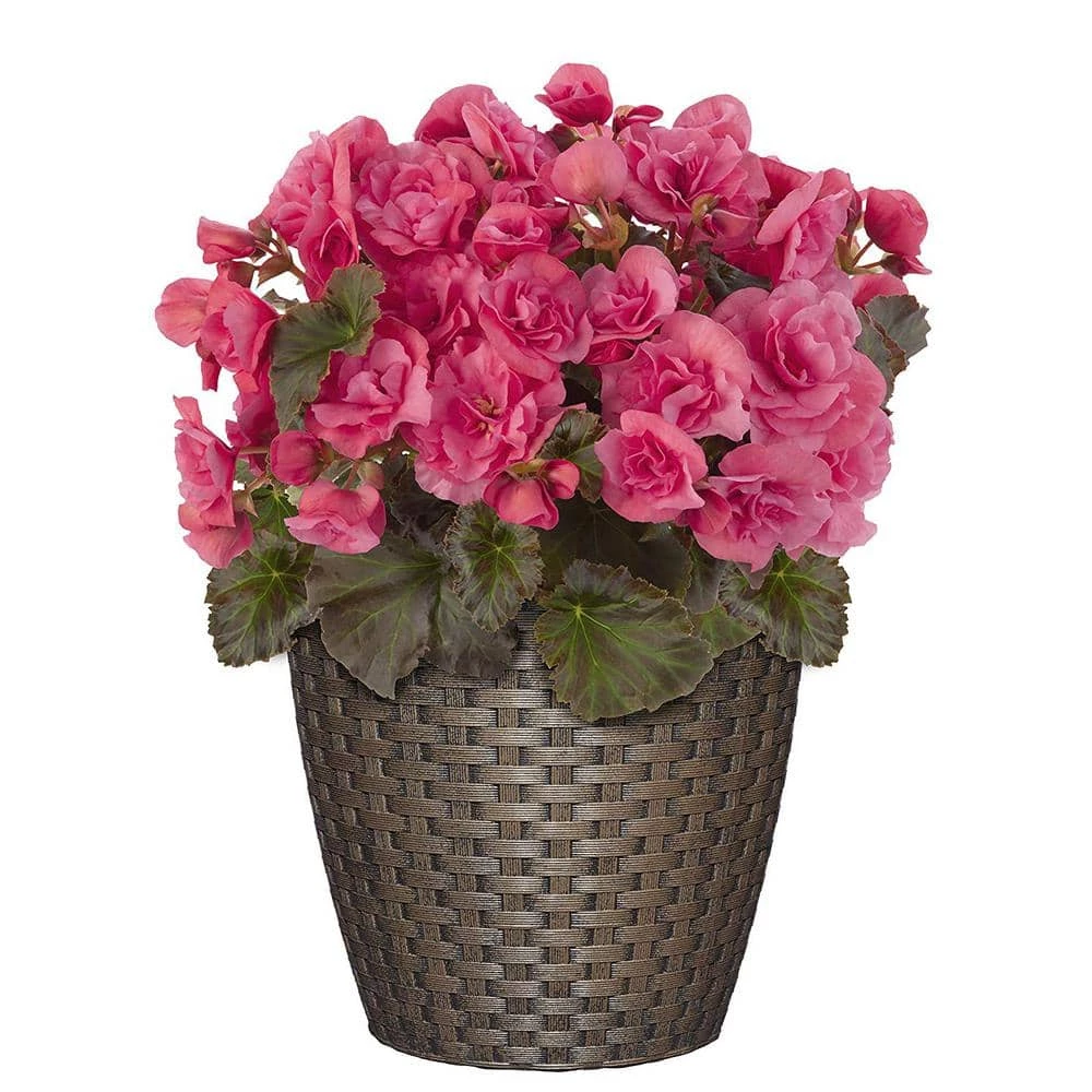 Classic Home & Garden Nantucket Resin Planter 8 in. Russet 4 Classic Home & Garden Nantucket Resin Planter 8 in. Russet - Image 2