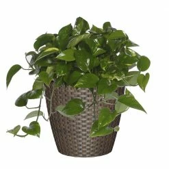 Classic Home & Garden Nantucket 10 in. Russet Resin Planter 8 Classic Home & Garden Nantucket 10 in. Russet Resin Planter -Cheap Good Directions Store russet classic home garden plant pots 34210d 408r 4f 1000