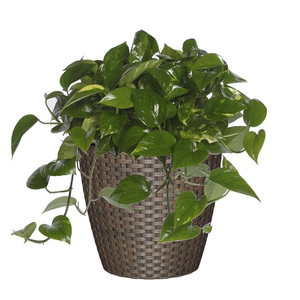 Classic Home & Garden Nantucket 10 in. Russet Resin Planter 5 Classic Home & Garden Nantucket 10 in. Russet Resin Planter - Image 3