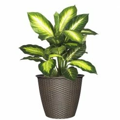 Classic Home & Garden Nantucket 12 in. Russet Resin Planter -Cheap Good Directions Store russet classic home garden plant pots 34212d 408r 4f 1000