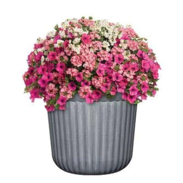 Classic Home & Garden Arlington 10 in. Fluted Shadow Slate Resin Planter Fits 10 in. Drop-N-Decorate Plant 4 Classic Home & Garden Arlington 10 in. Fluted Shadow Slate Resin Planter Fits 10 in. Drop-N-Decorate Plant - Image 2