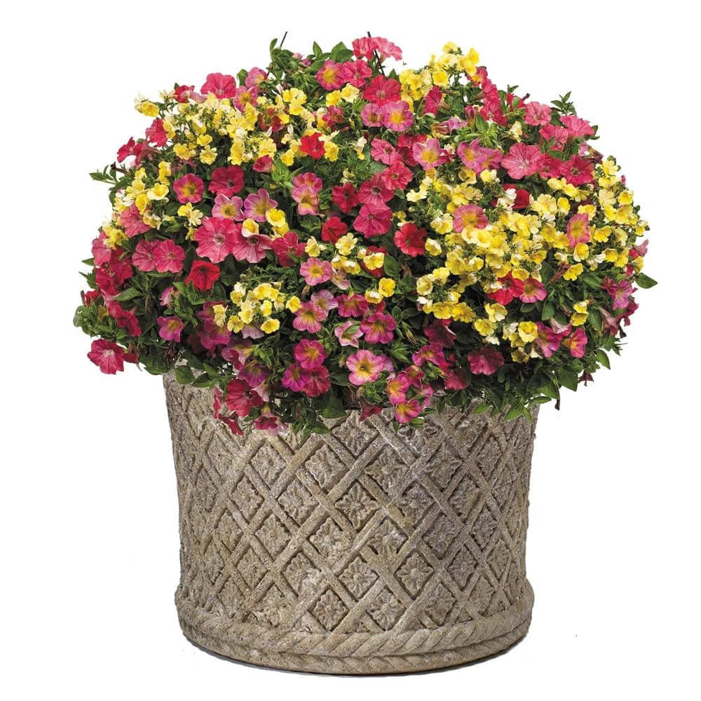 Classic Home & Garden Lattice 24 in. Natural LavaStone Planter 4 Classic Home & Garden Lattice 24 in. Natural LavaStone Planter - Image 2