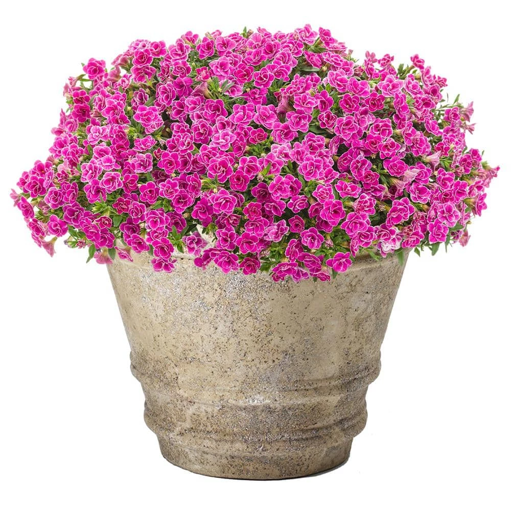 Classic Home & Garden Rolled Rim 24 in. Natural LavaStone Planter 4 Classic Home & Garden Rolled Rim 24 in. Natural LavaStone Planter - Image 2