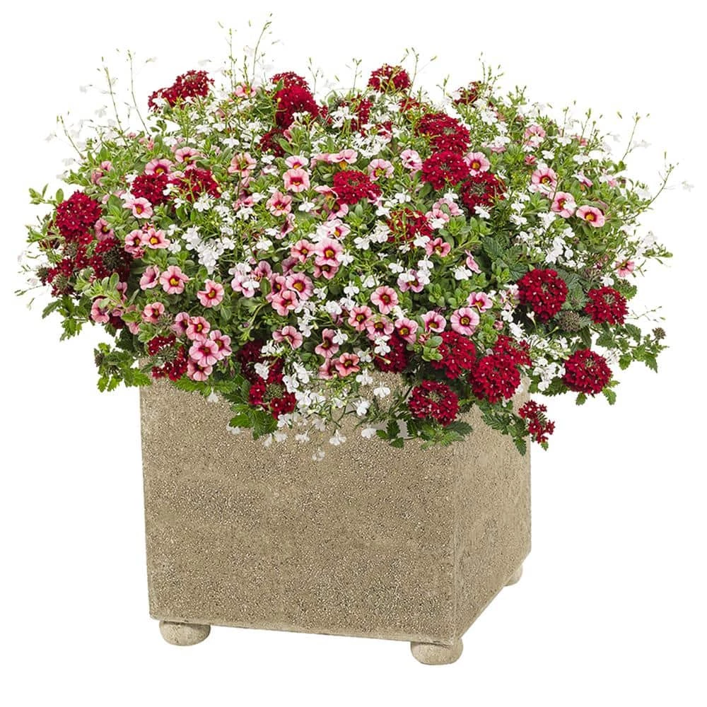 Classic Home & Garden Modern Square 20 in. Natural LavaStone Planter 4 Classic Home & Garden Modern Square 20 in. Natural LavaStone Planter - Image 2