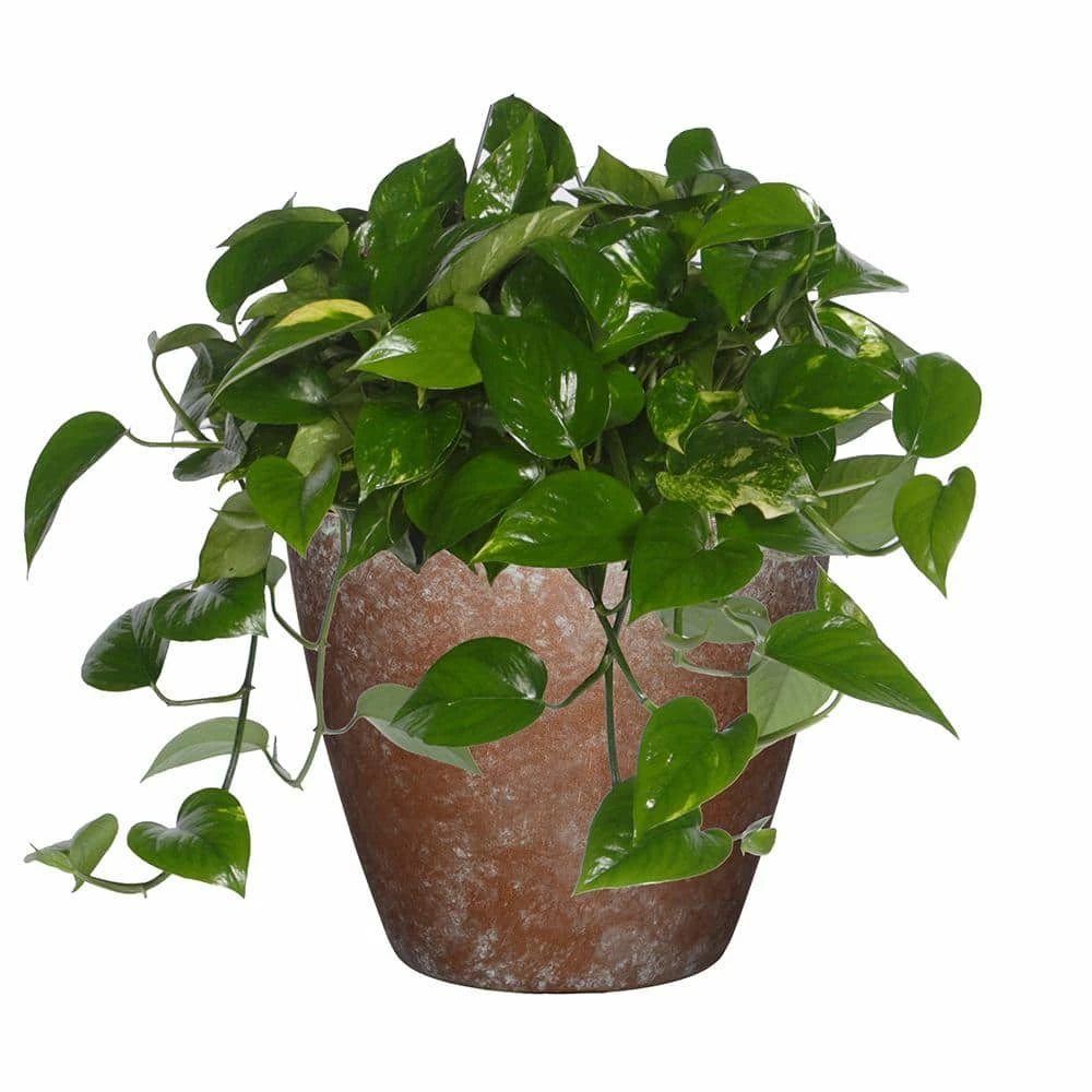 Classic Home & Garden Vogue 8 in. Weathered Copper Resin Planter 5 Classic Home & Garden Vogue 8 in. Weathered Copper Resin Planter - Image 3