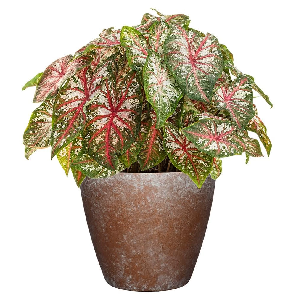 Classic Home & Garden Vogue 8 in. Weathered Copper Resin Planter 4 Classic Home & Garden Vogue 8 in. Weathered Copper Resin Planter - Image 2