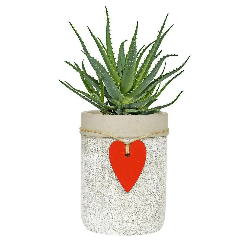 Classic Home & Garden 4.75 in. Whitewash Cement Heart Vase Planter 4 Classic Home & Garden 4.75 in. Whitewash Cement Heart Vase Planter - Image 2