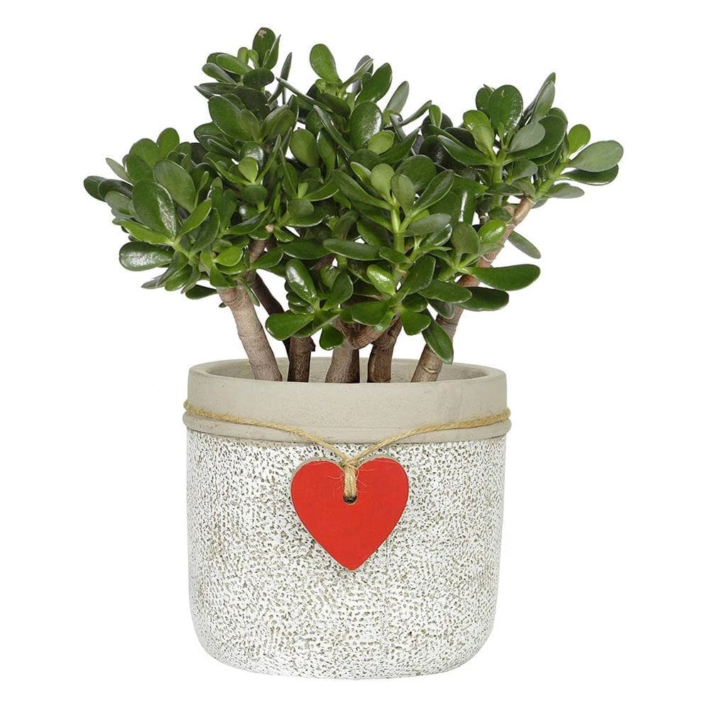 Classic Home & Garden Heart Large Whitewash Cement Pot Planter 4 Classic Home & Garden Heart Large Whitewash Cement Pot Planter - Image 2